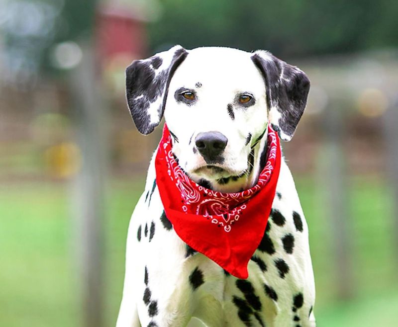 Dalmatian