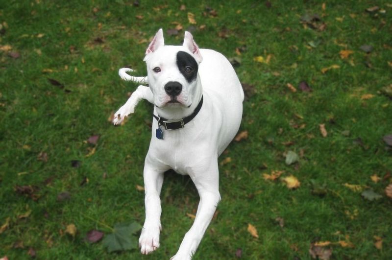 Dogo Argentino