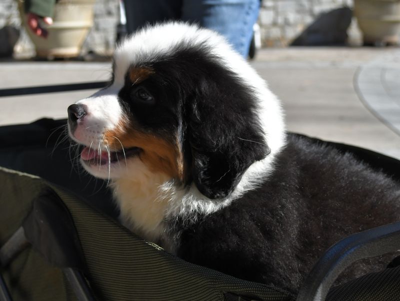 Bernese Mountain Dog