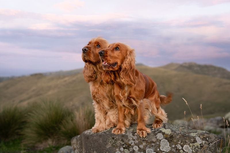 Cocker Spaniel
