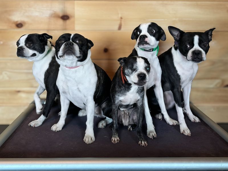 Boston Terrier
