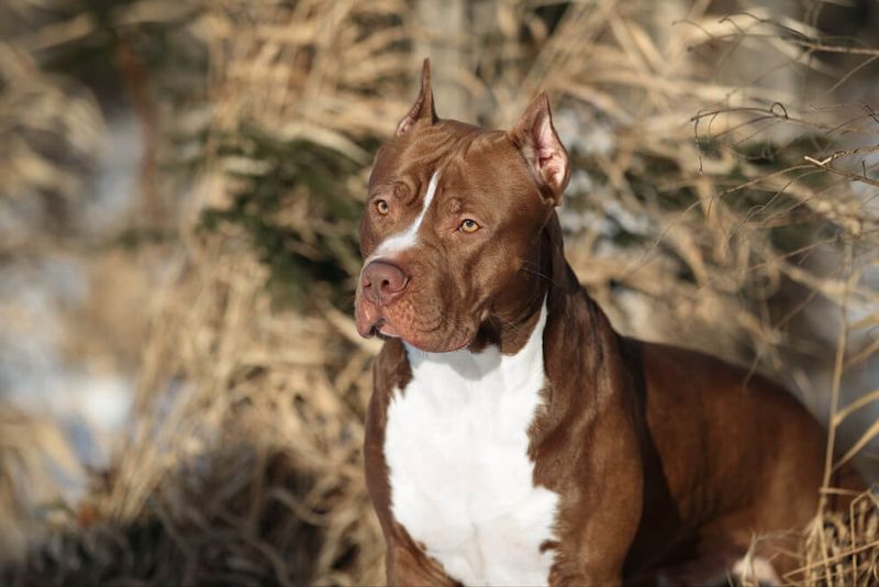 Pit Bull Terrier
