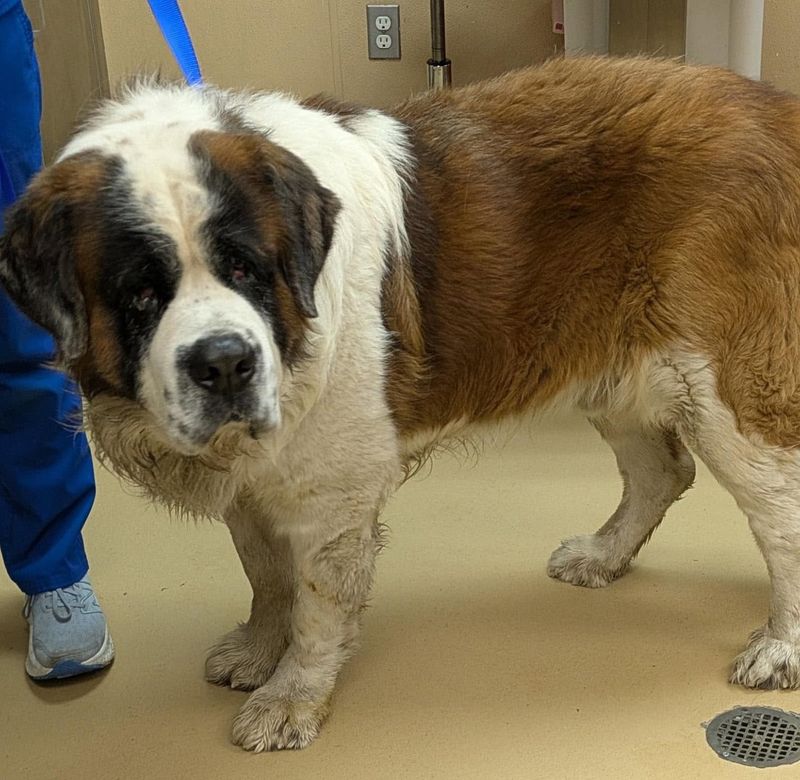 St. Bernard