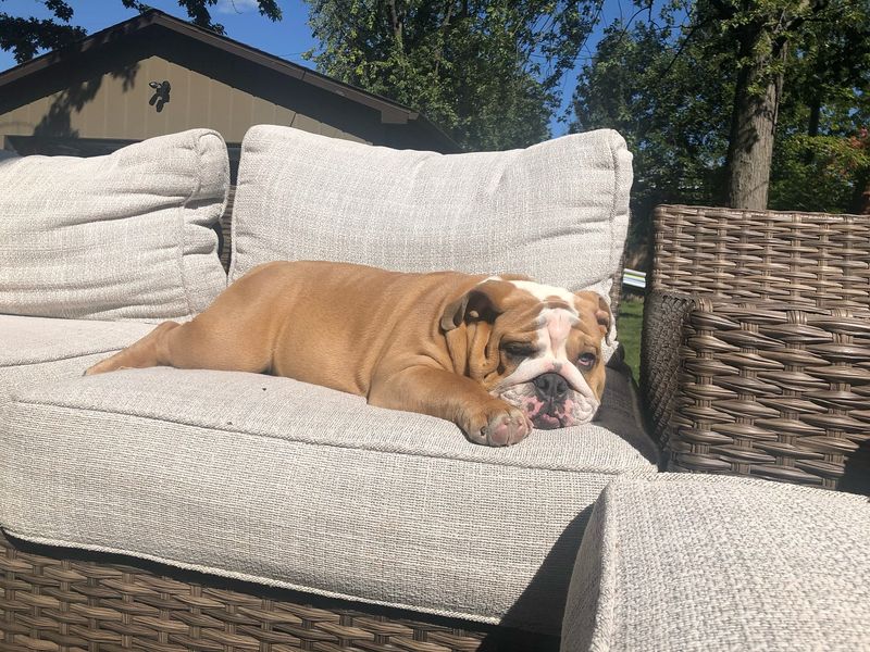 Bulldog