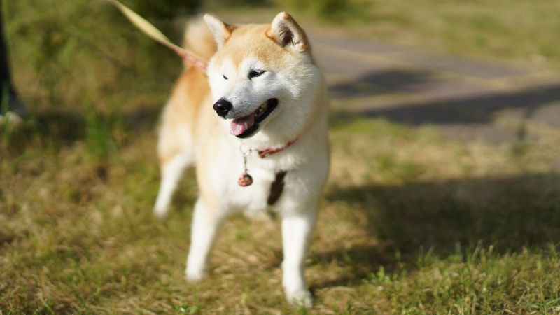 Akita