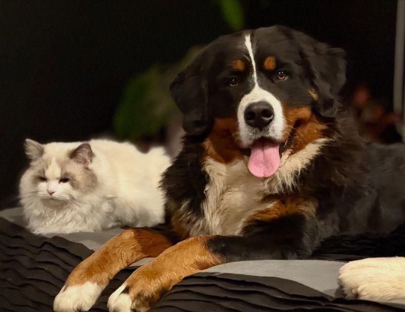Bernese Mountain Dog