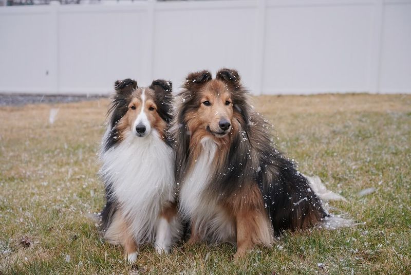 Shetland Sheepdog