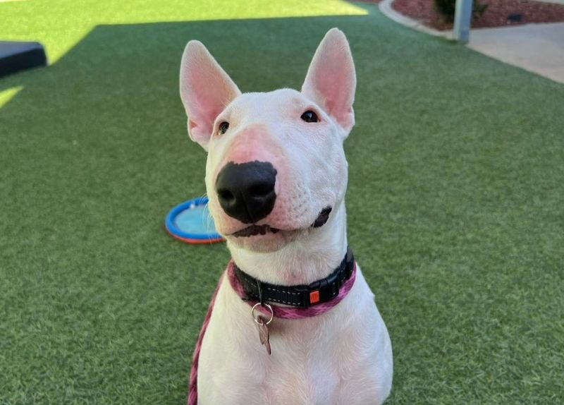 Bull Terrier