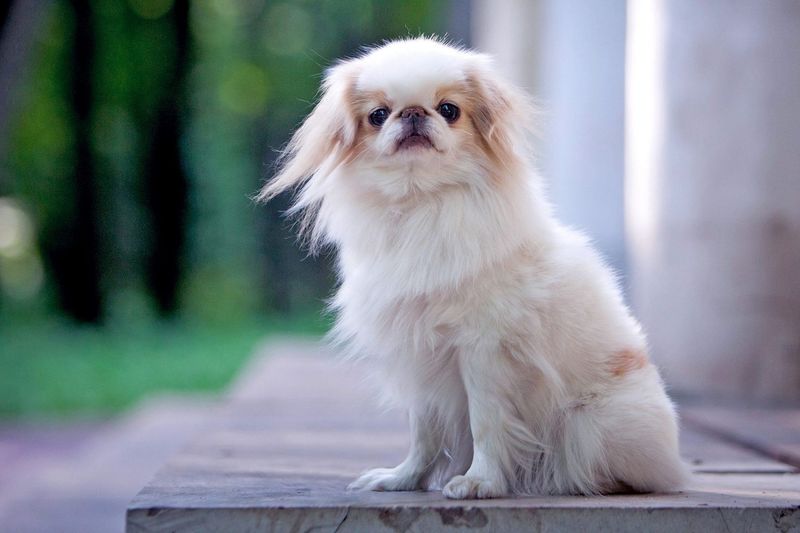 Japanese Chin