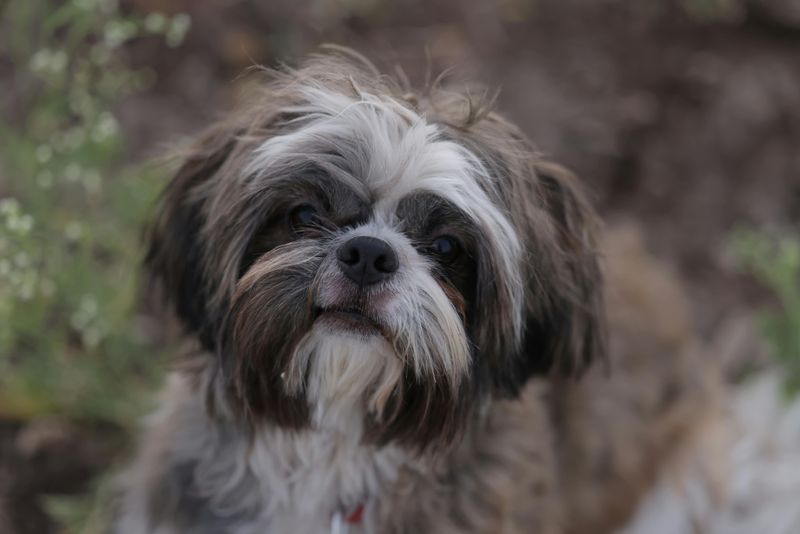 Shih Tzu
