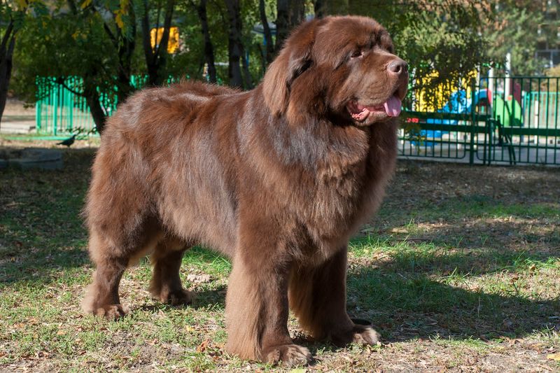 Newfoundland