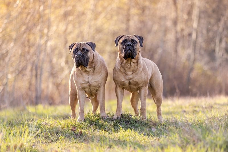 Mastiff