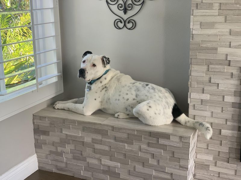 Dalmatian