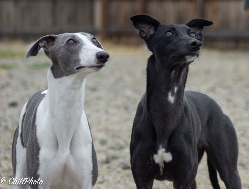 Whippet