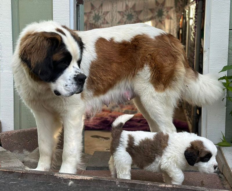 Saint Bernard
