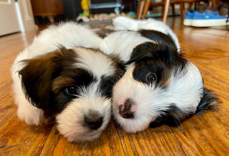 Havanese