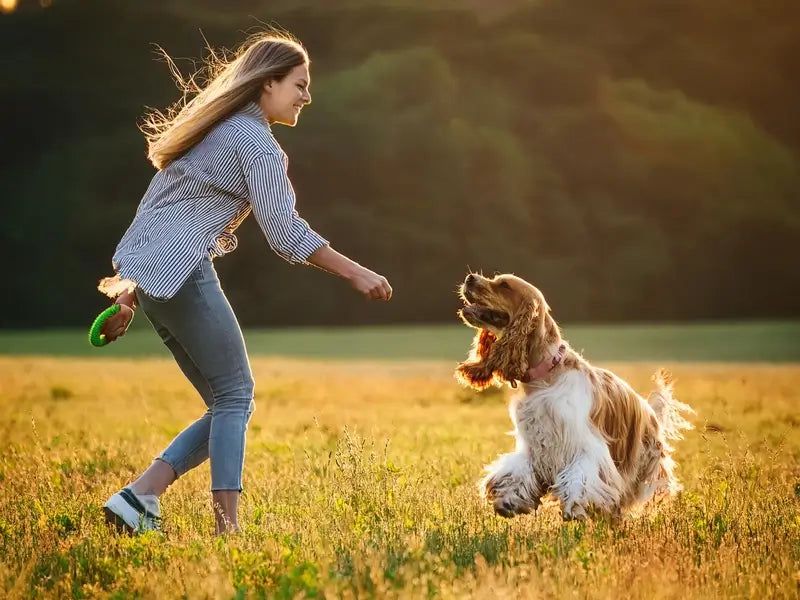 Cocker Spaniel