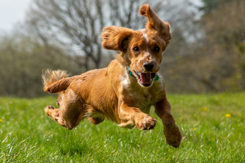Cocker Spaniel