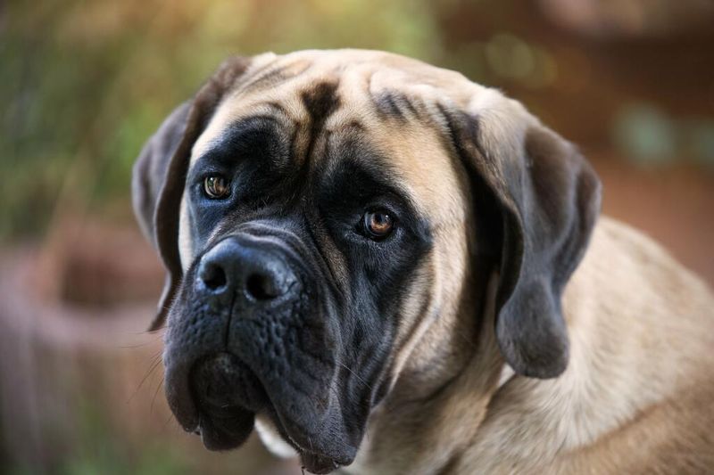 Mastiff