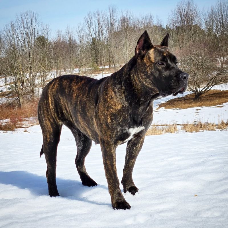 Presa Canario