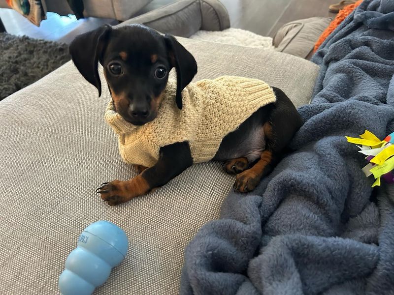 Dachshund