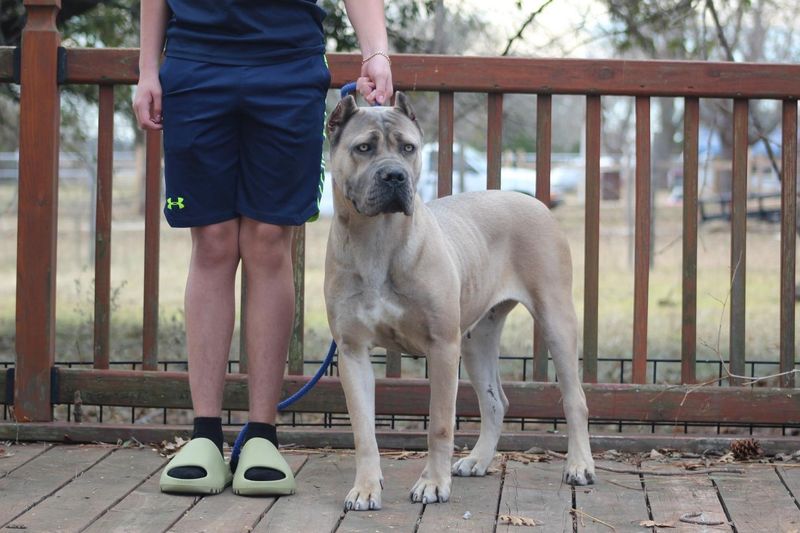 Cane Corso
