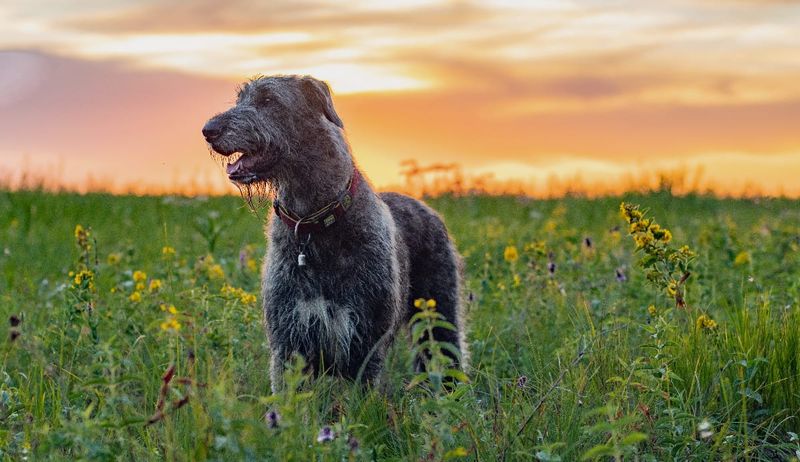 Irish Wolfhound