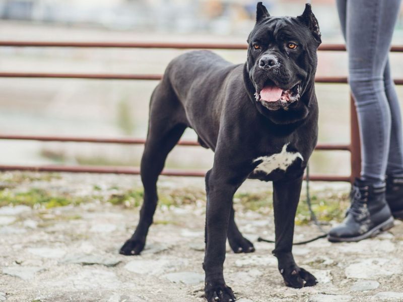 Cane Corso