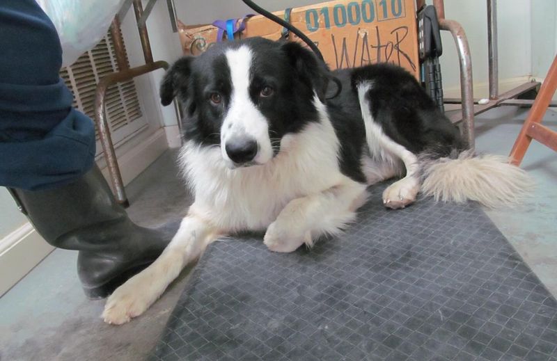 Border Collie