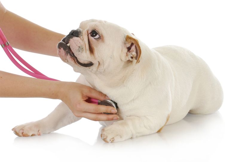 Bulldog