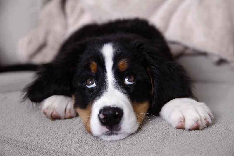 Bernese Mountain Dog