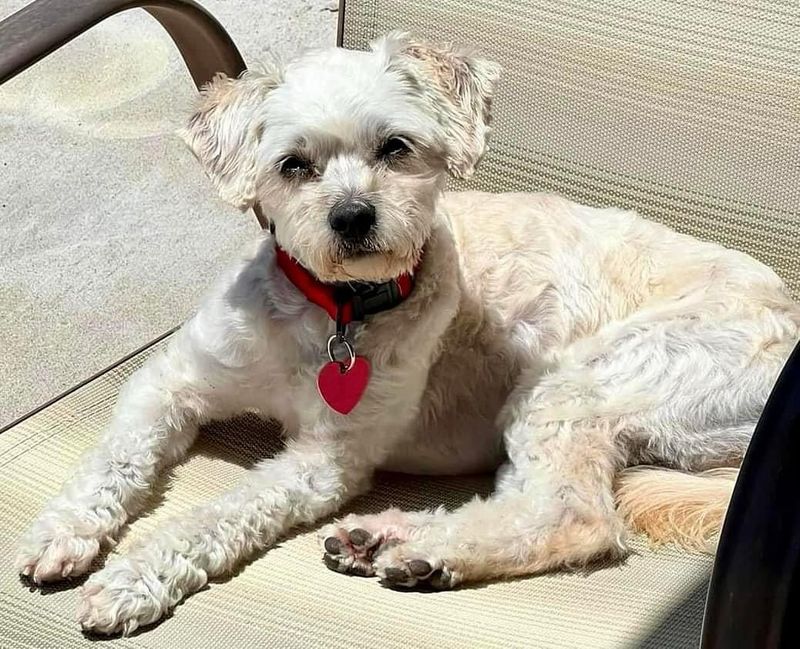 Maltese
