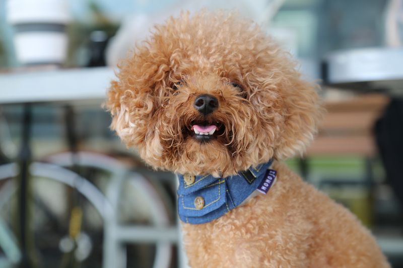 Poodle