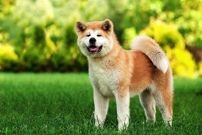Akita Inu
