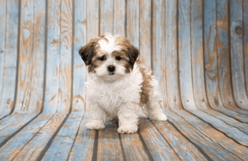 Shih Tzu