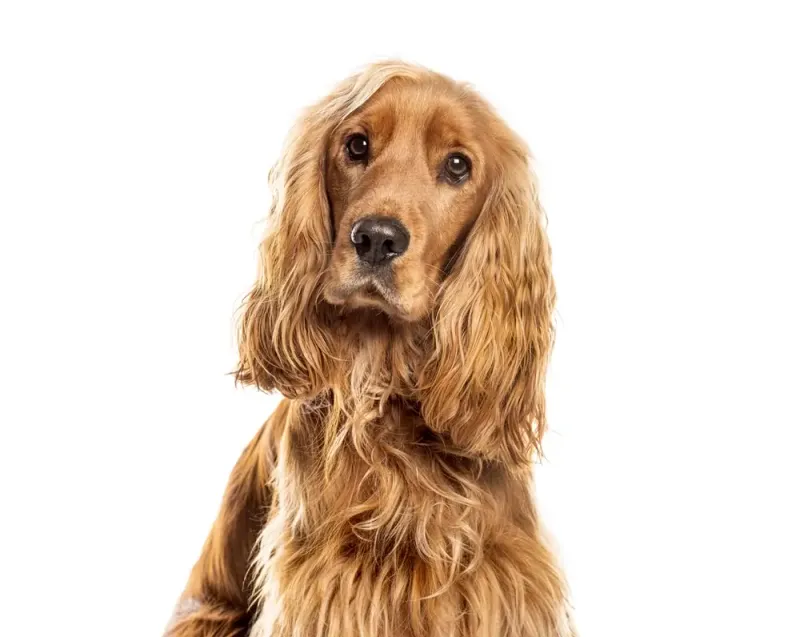 Cocker Spaniel