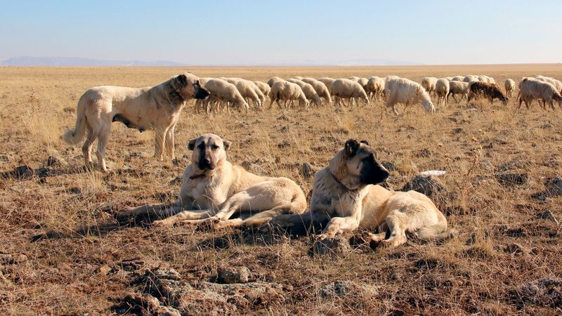 Kangal