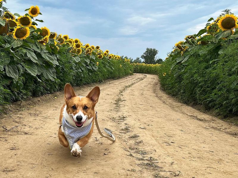 Corgi