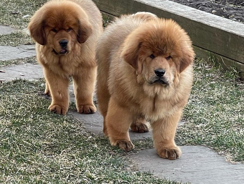 Tibetan Mastiff