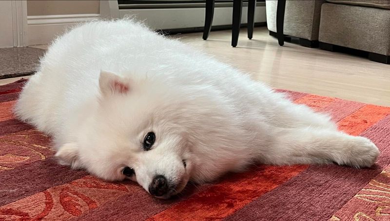 American Eskimo Dog