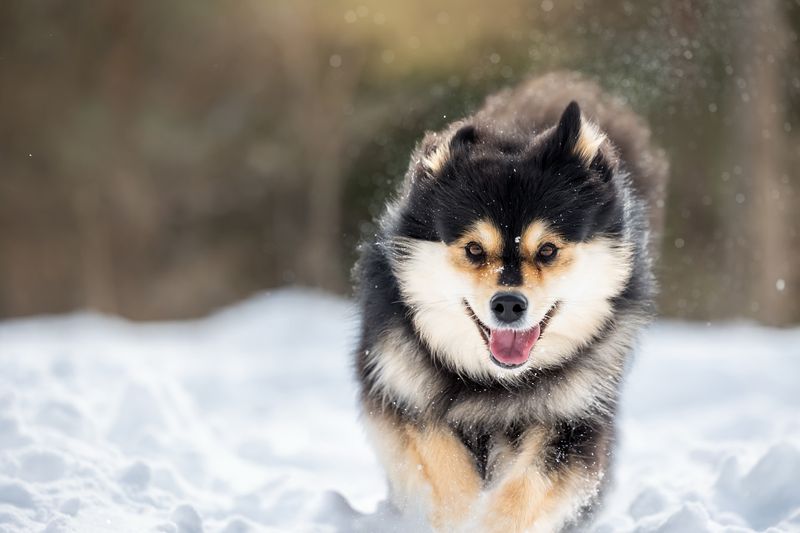 Keeshond