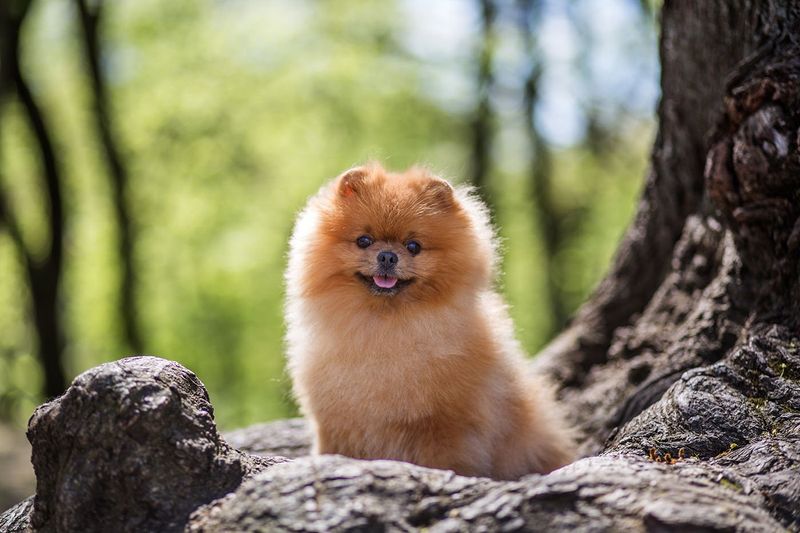 Pomeranian