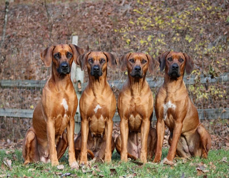 Rhodesian Ridgeback