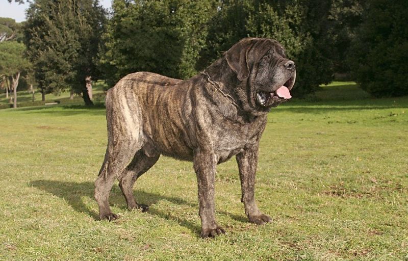 Mastiff
