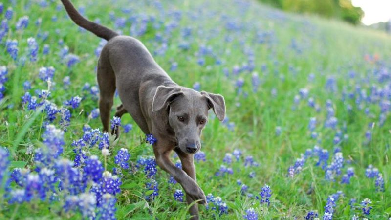 Blue Lacy