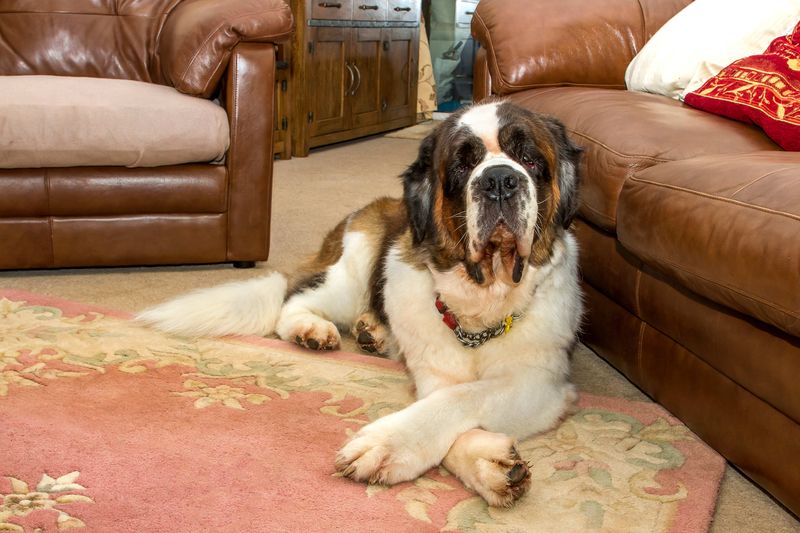 Saint Bernard