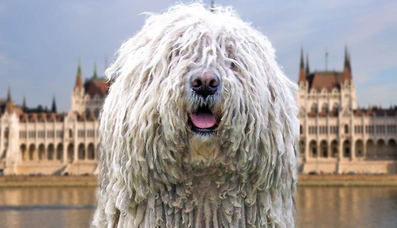 Komondor