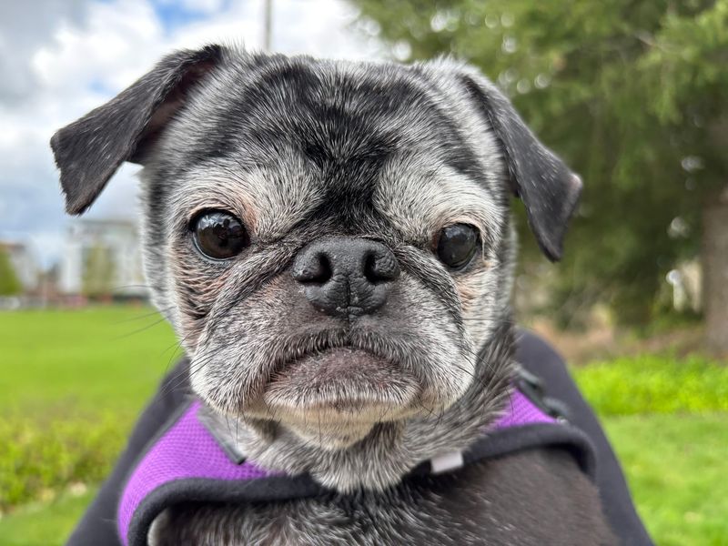 Pug