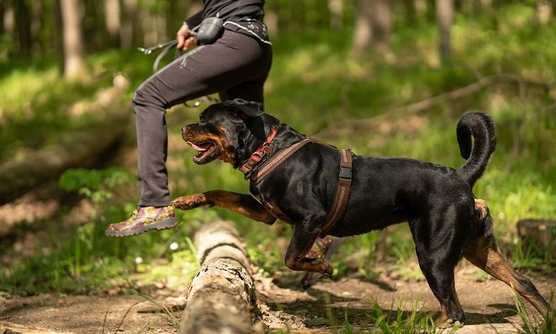 Versatile Working Dog
