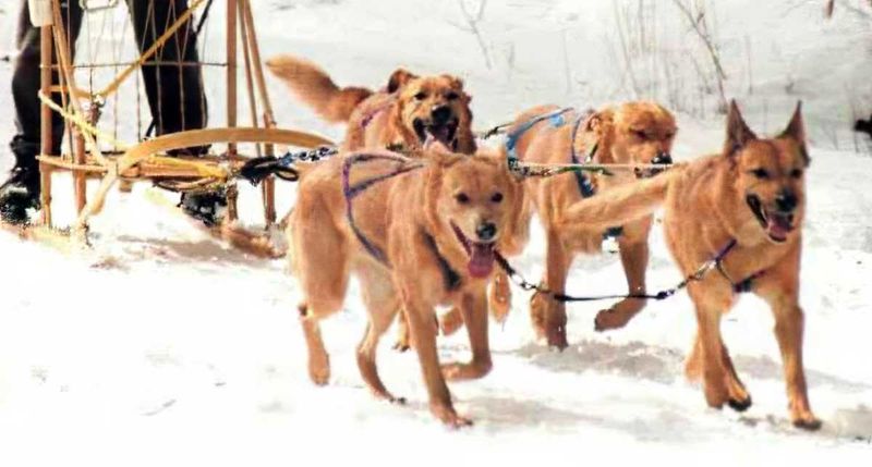 Chinook Dog